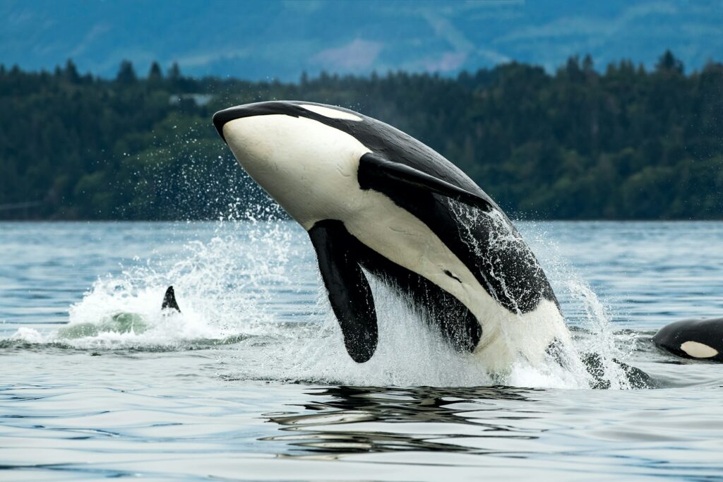 Bigg's orca whale jumping out of the sea in Vancouver Island, Canada